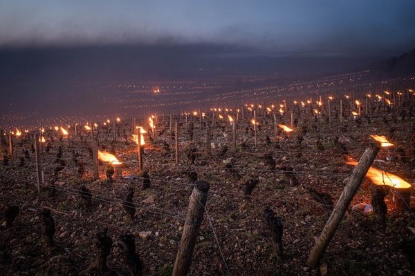 Quelle est la meilleure façon de visiter les vignobles du cap en Afrique du Sud?